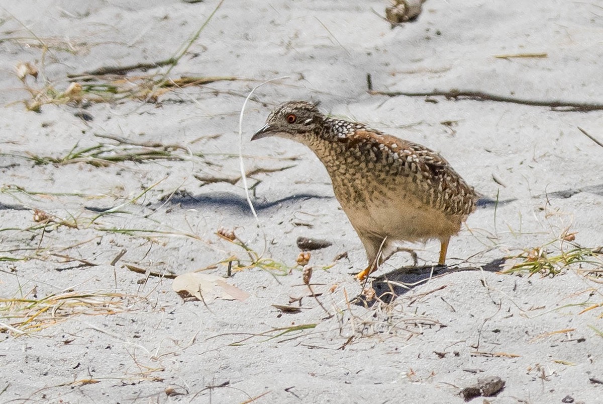 perepel rudooký - ML645214749