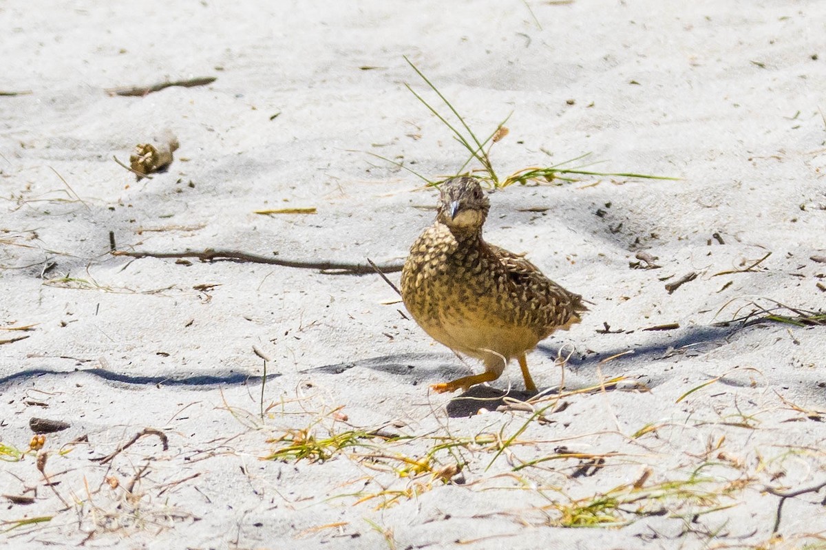 perepel rudooký - ML645214750