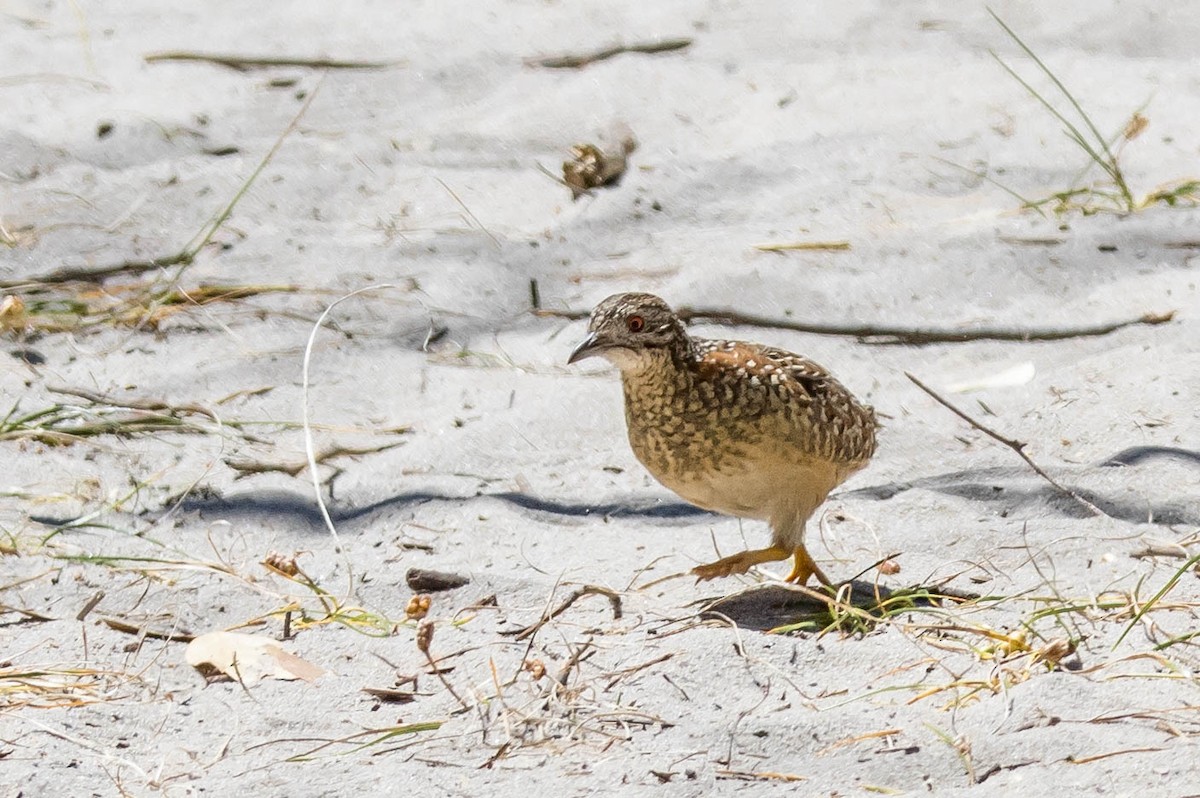 perepel rudooký - ML645214751