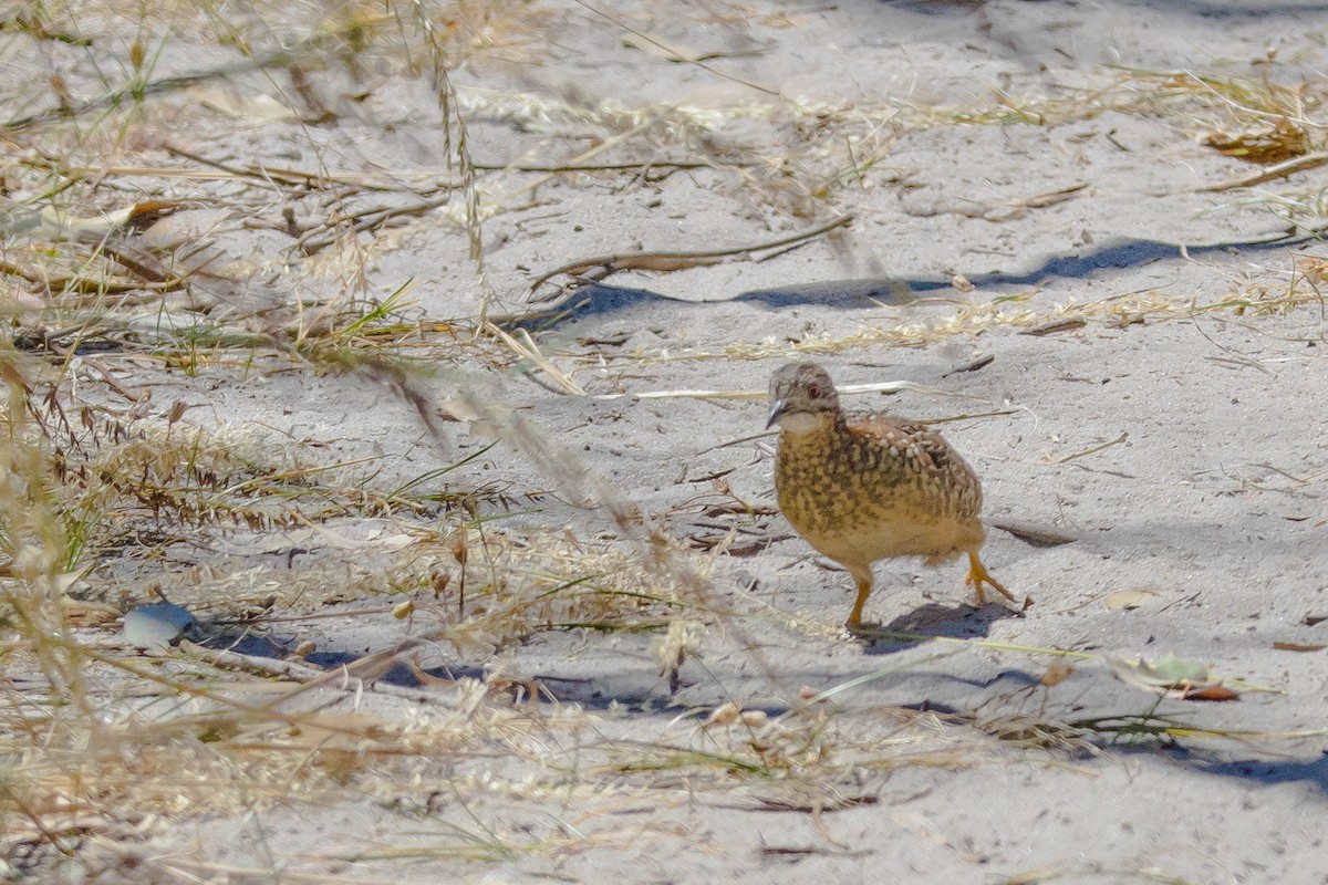 perepel rudooký - ML645214752