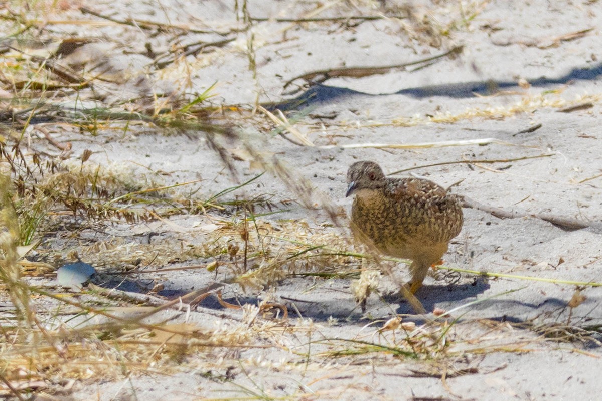 perepel rudooký - ML645214753