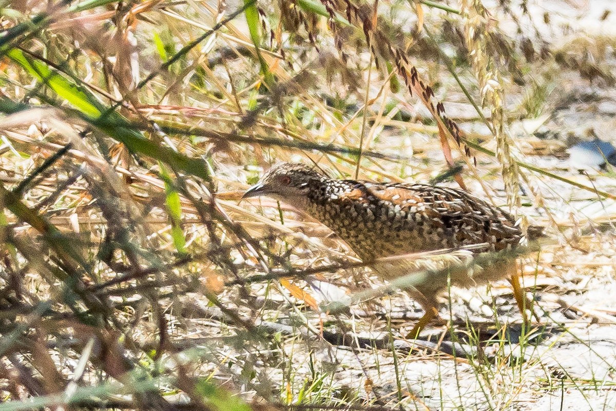 perepel rudooký - ML645214754