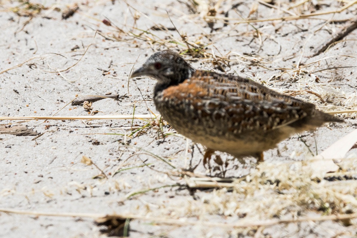 perepel rudooký - ML645214755