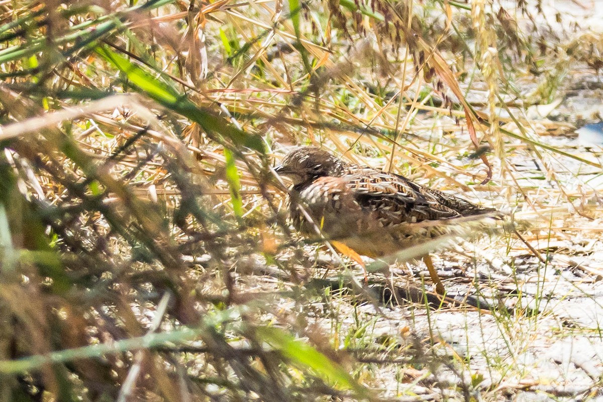 perepel rudooký - ML645214756