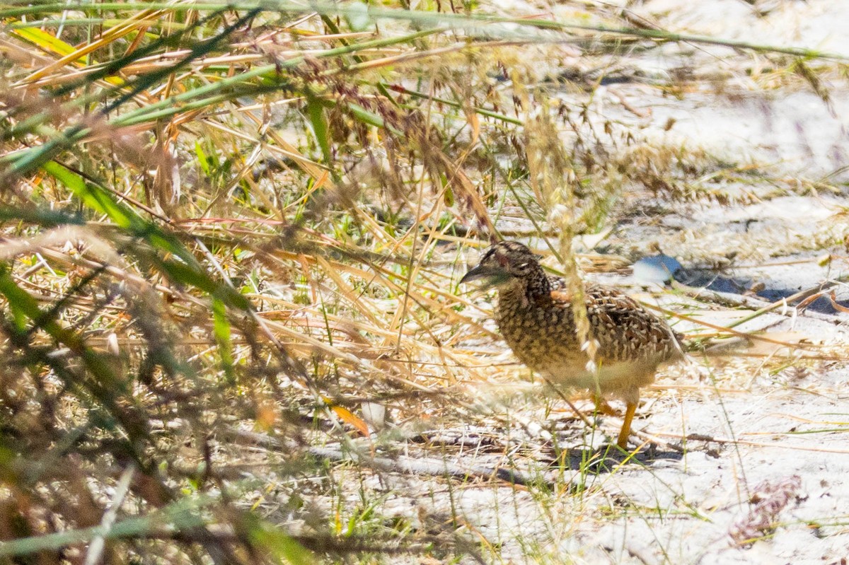 perepel rudooký - ML645214757