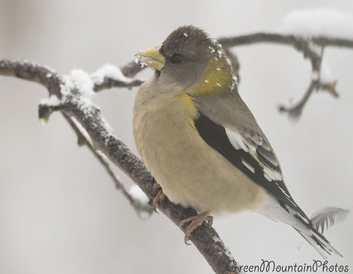 dlask žlutočelý - ML645214772