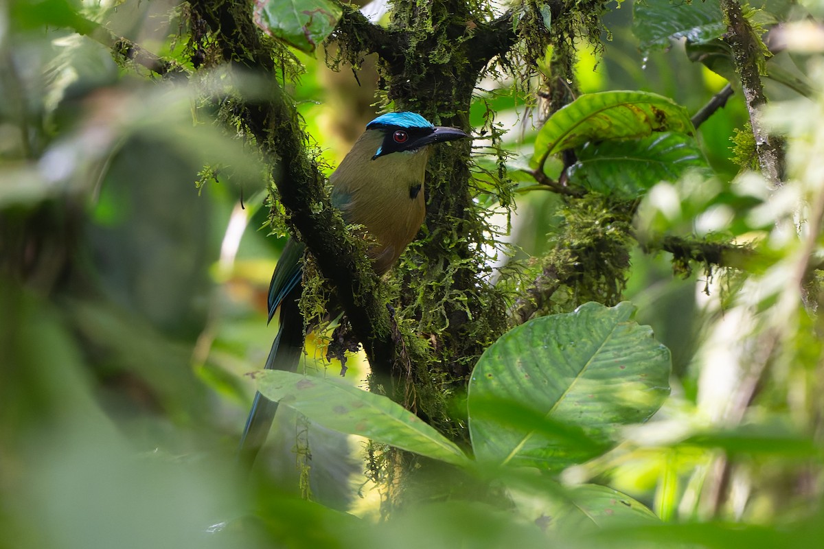 Andean Motmot - ML645214773