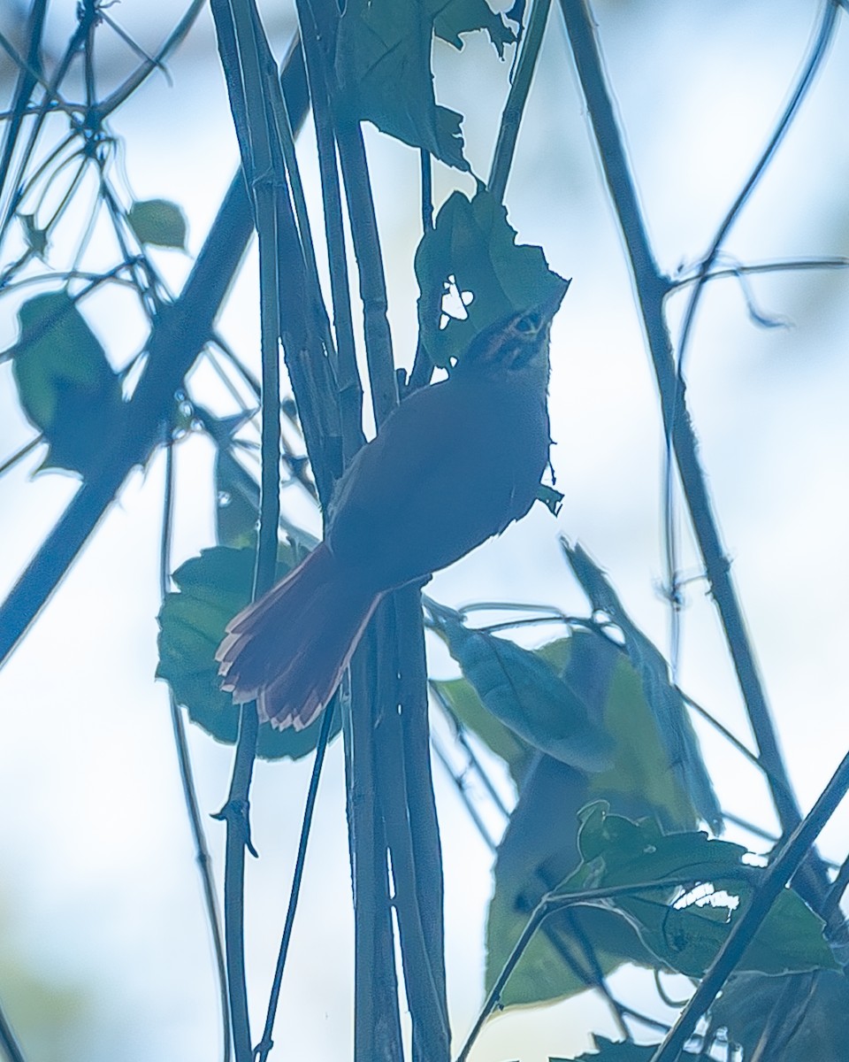 Scaly-throated Foliage-gleaner - ML645214774