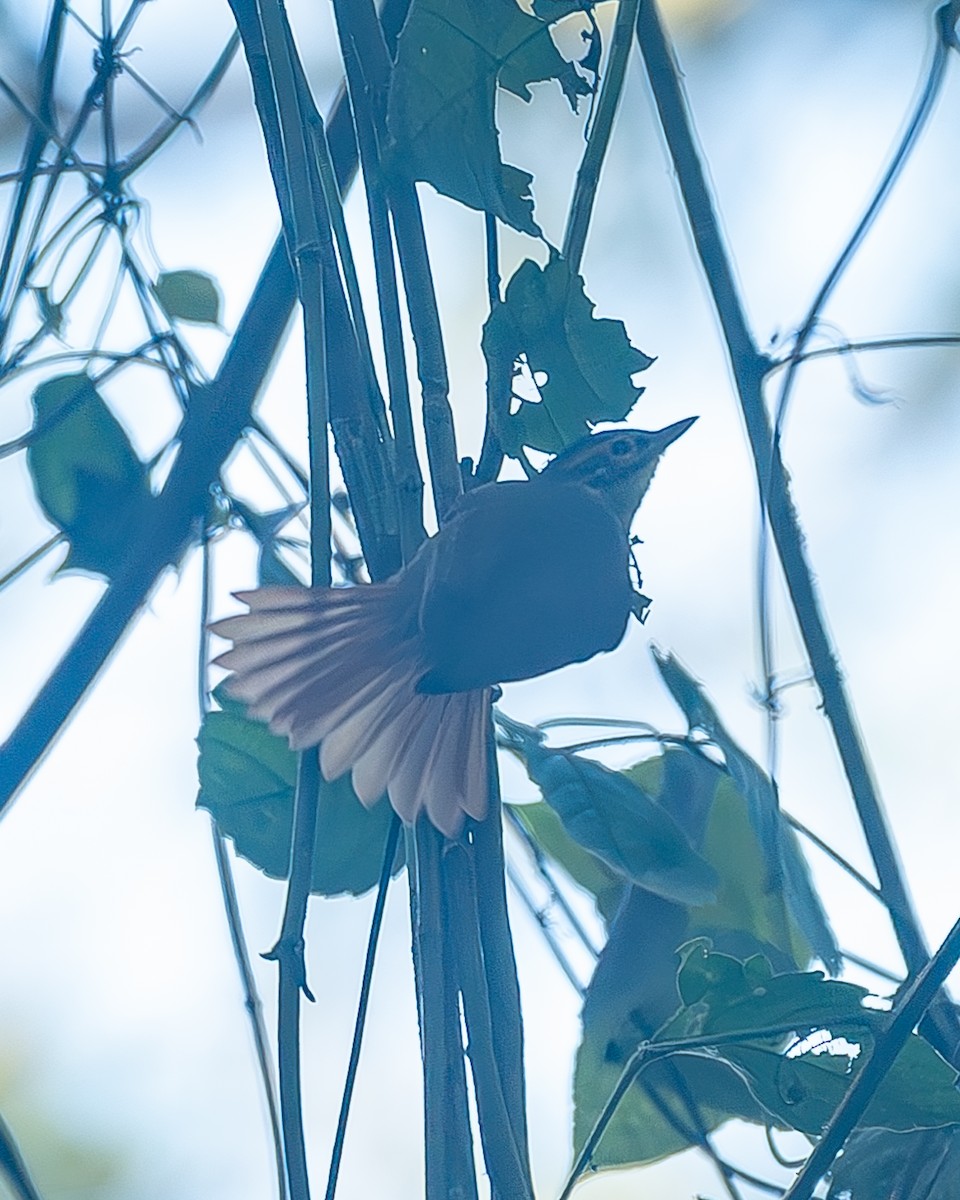 Scaly-throated Foliage-gleaner - ML645214775