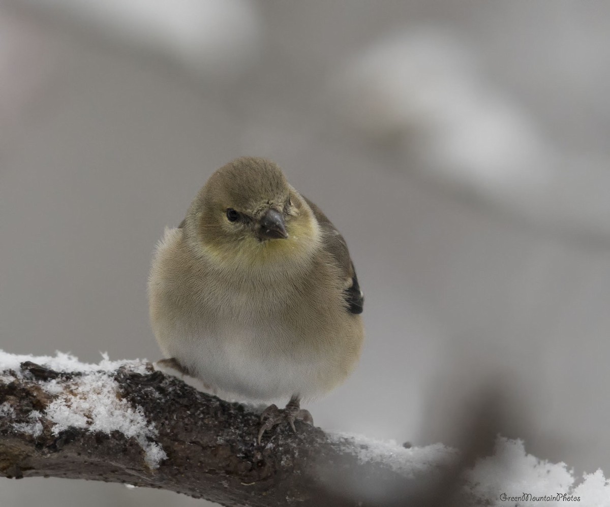 čížek žlutý - ML645214787