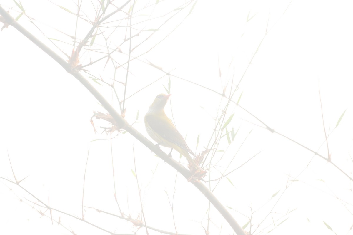 Indian Golden Oriole - ML645214791