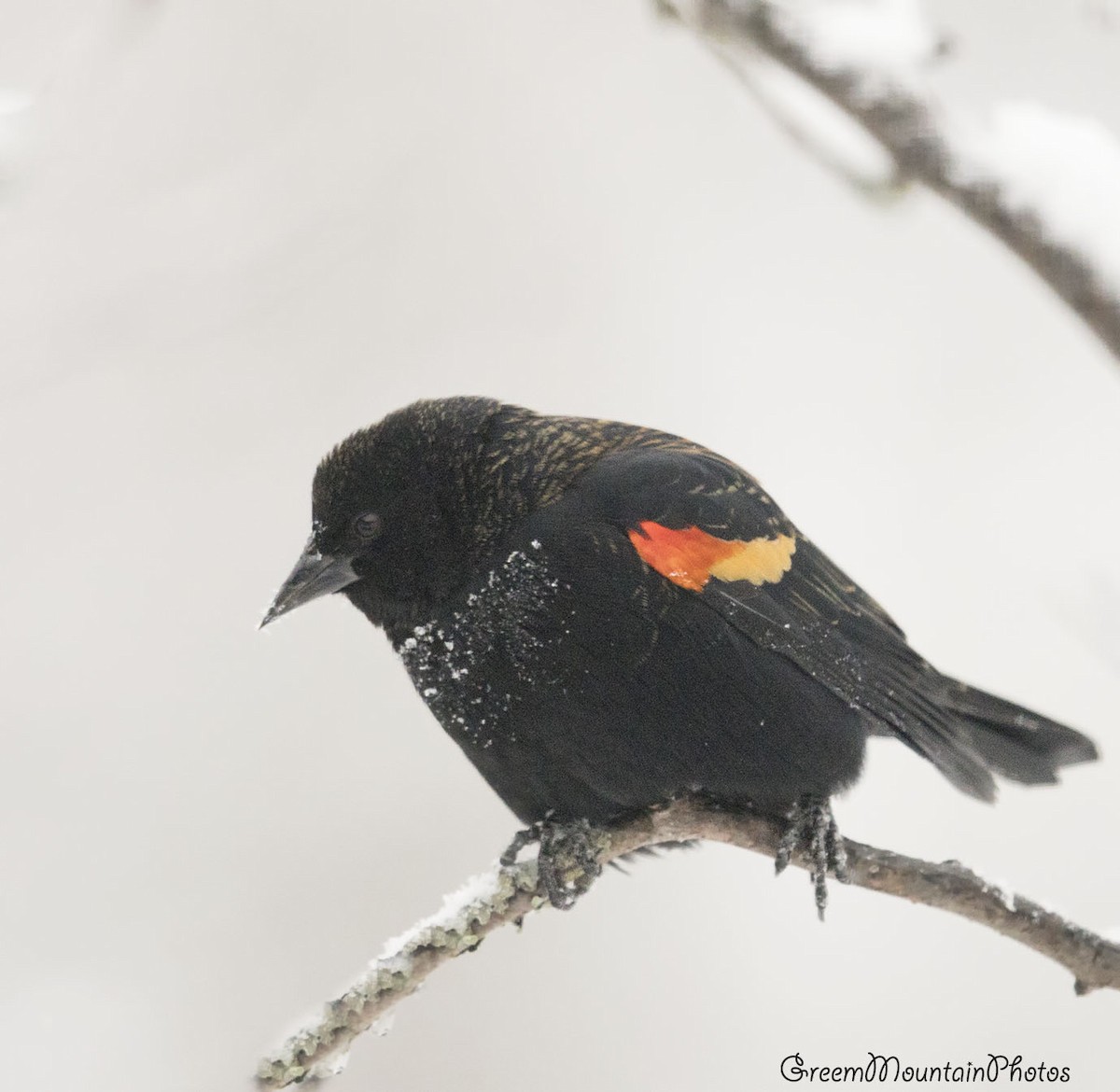 vlhovec červenokřídlý - ML645214793