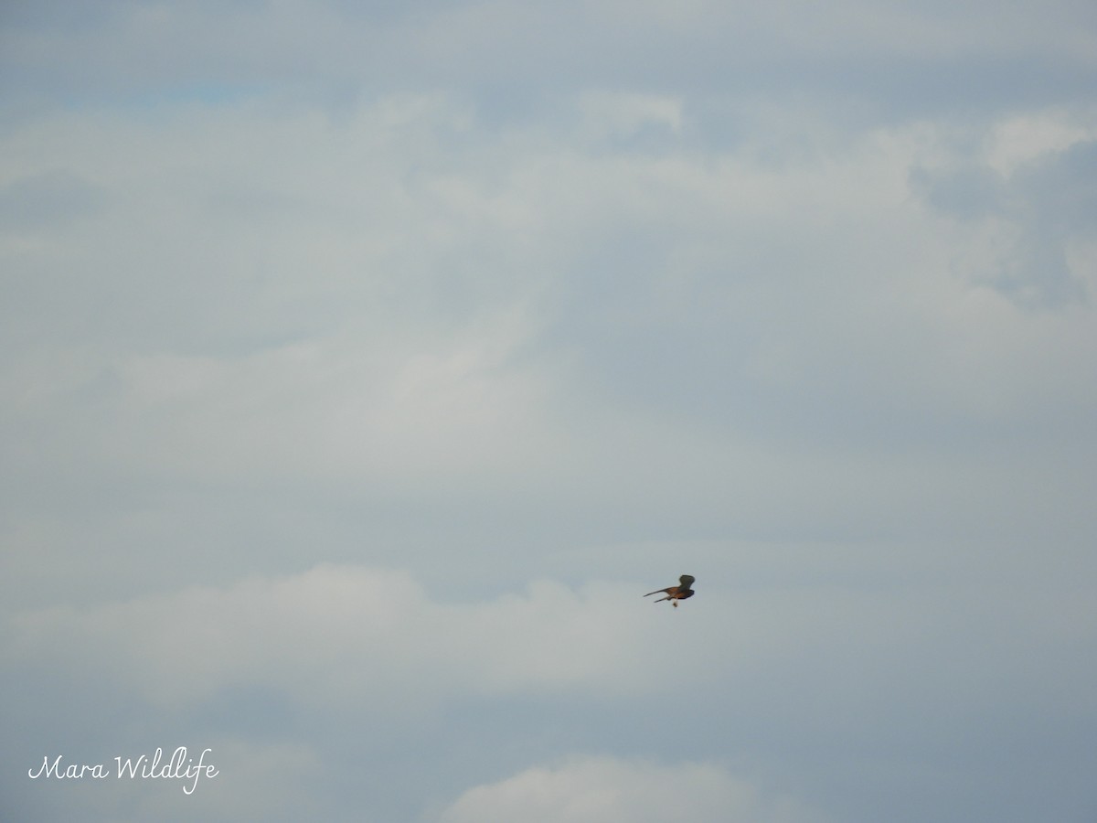 klippefalk - ML645214800