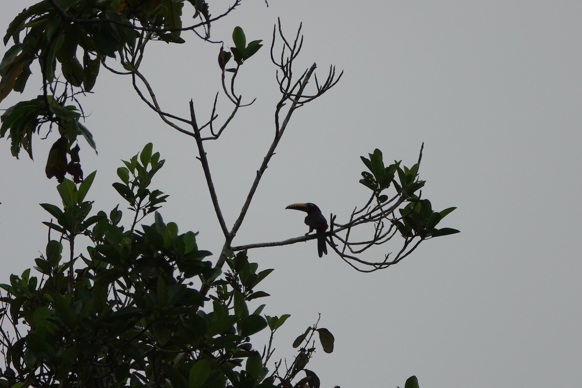 Lettered Aracari - ML645214803