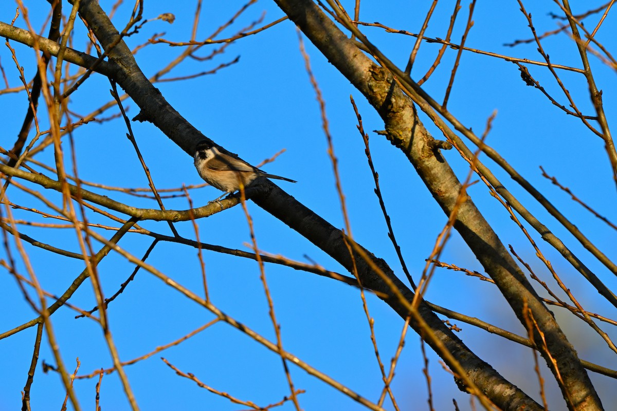 Пухляк - ML645214805