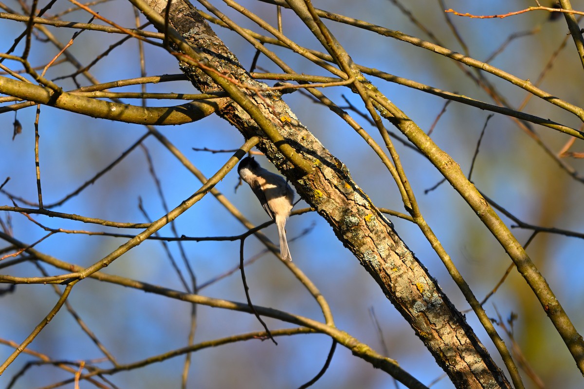 Пухляк - ML645214807