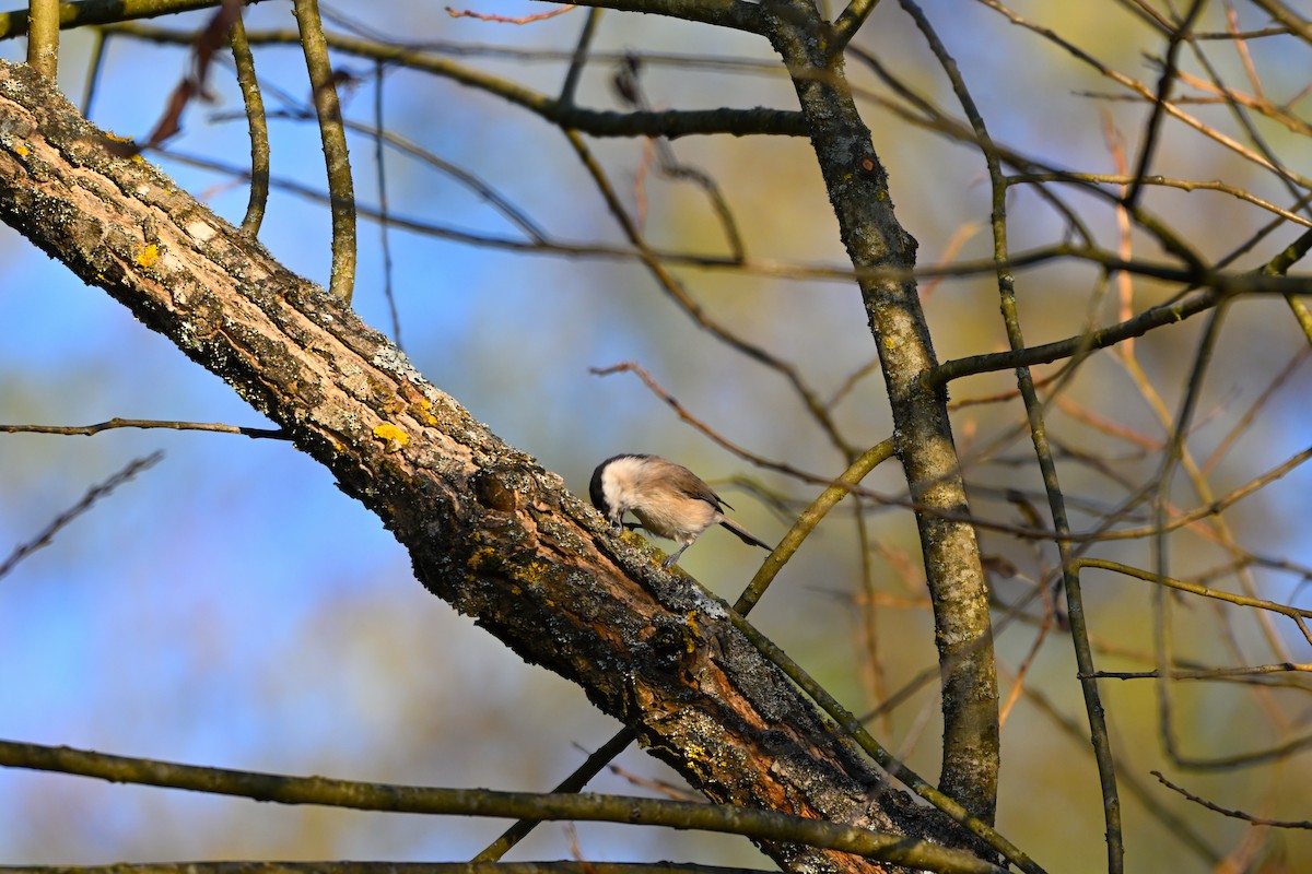 Пухляк - ML645214808