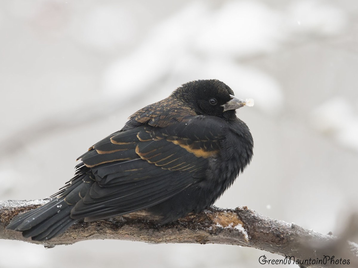 vlhovec červenokřídlý - ML645214810