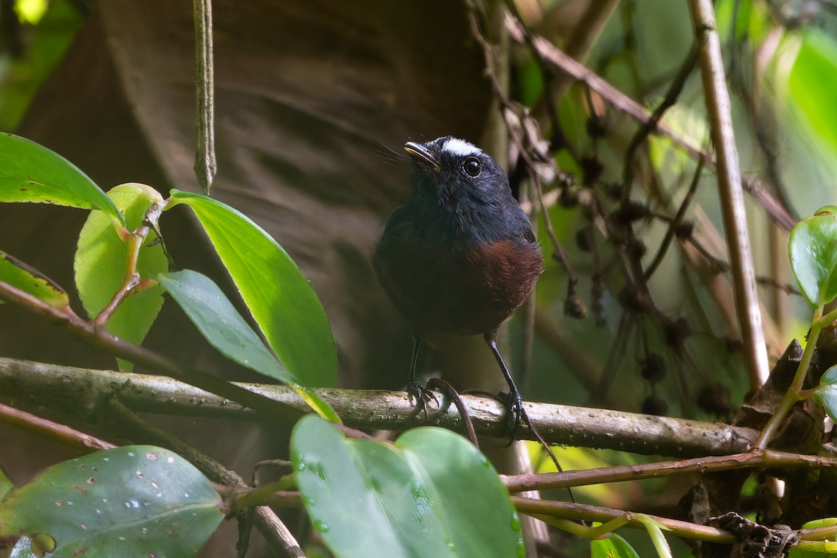 Chestnut-bellied Chat-Tyrant - ML645214811