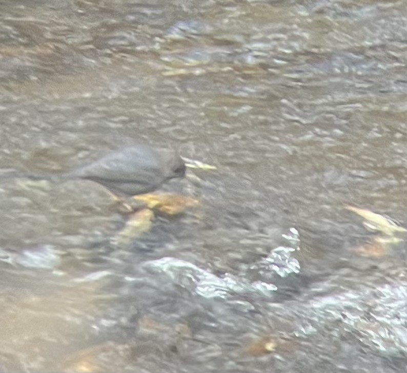 gråfossekall - ML645214820