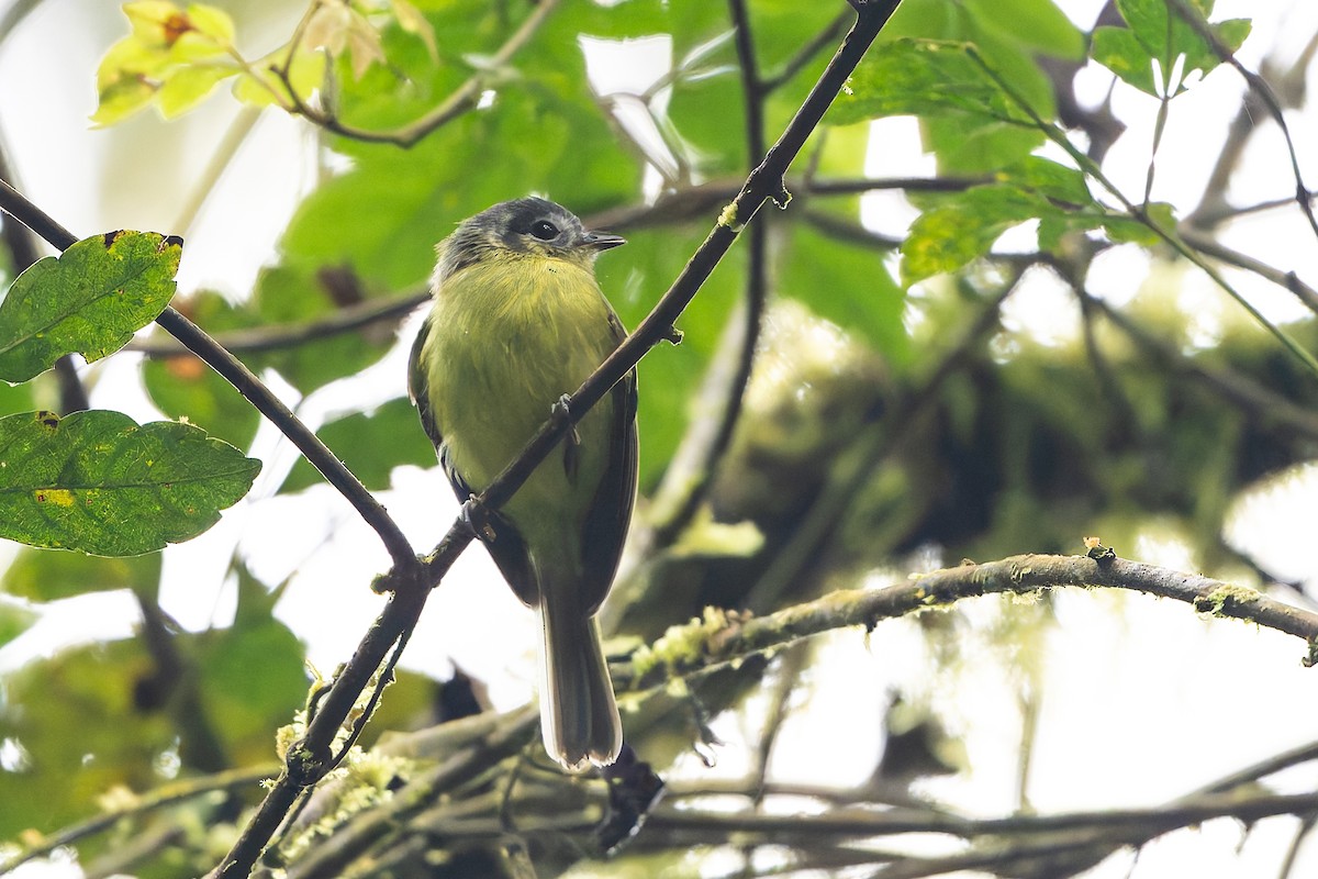 Marble-faced Bristle-Tyrant - ML645214825