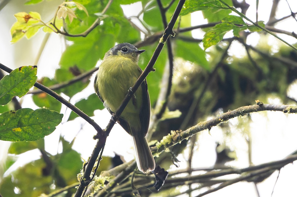 Marble-faced Bristle-Tyrant - ML645214827