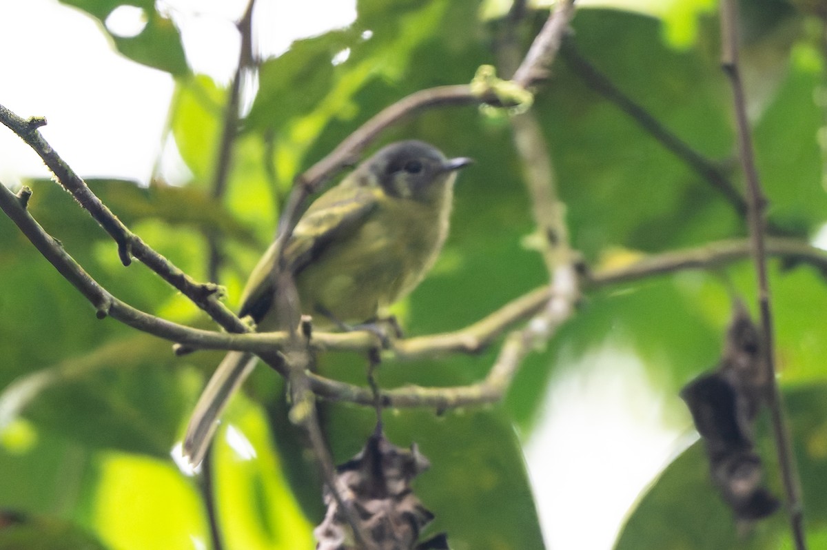 Marble-faced Bristle-Tyrant - ML645214830