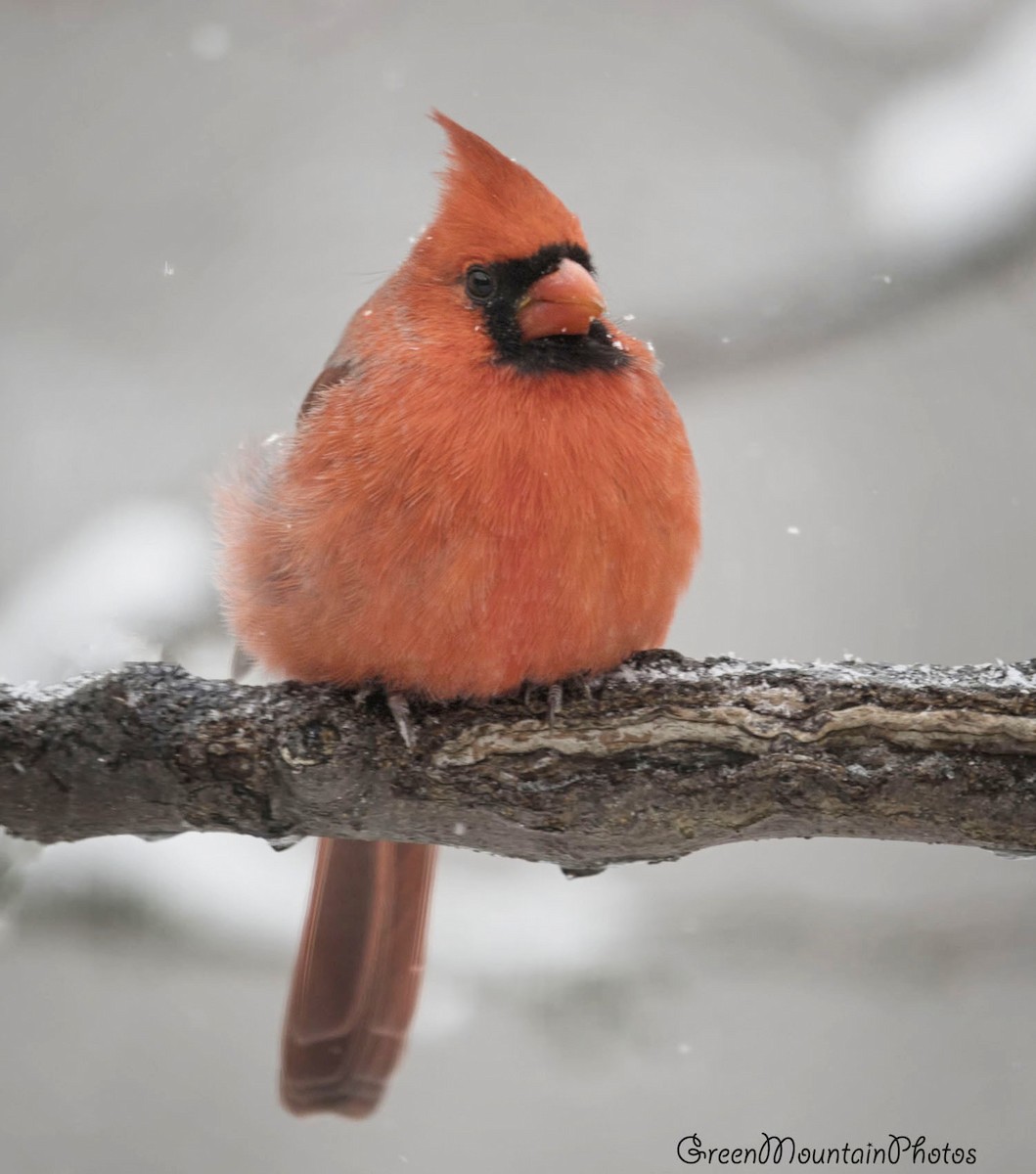 Красный кардинал - ML645214835