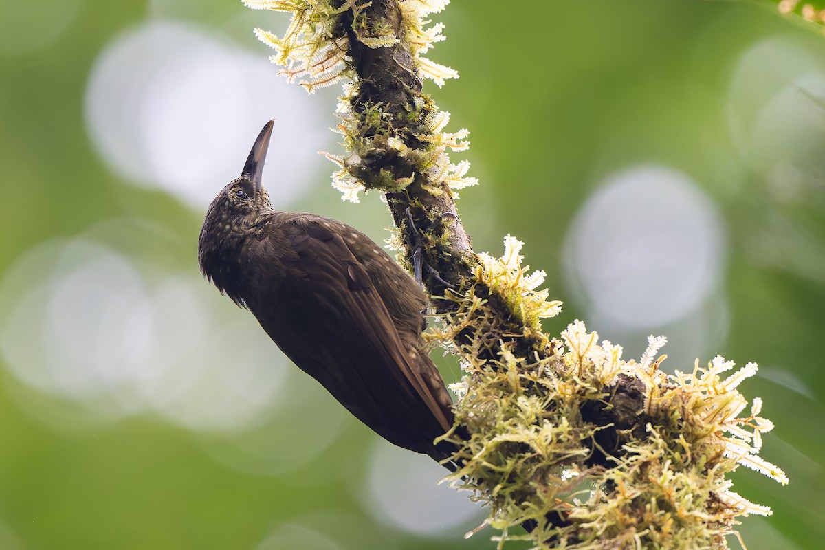 Olive-backed Woodcreeper - ML645214839