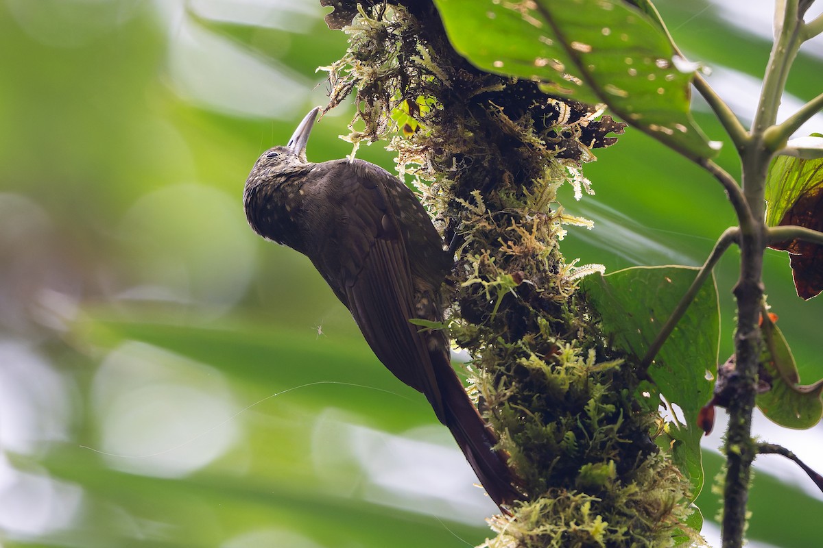 Olive-backed Woodcreeper - ML645214842