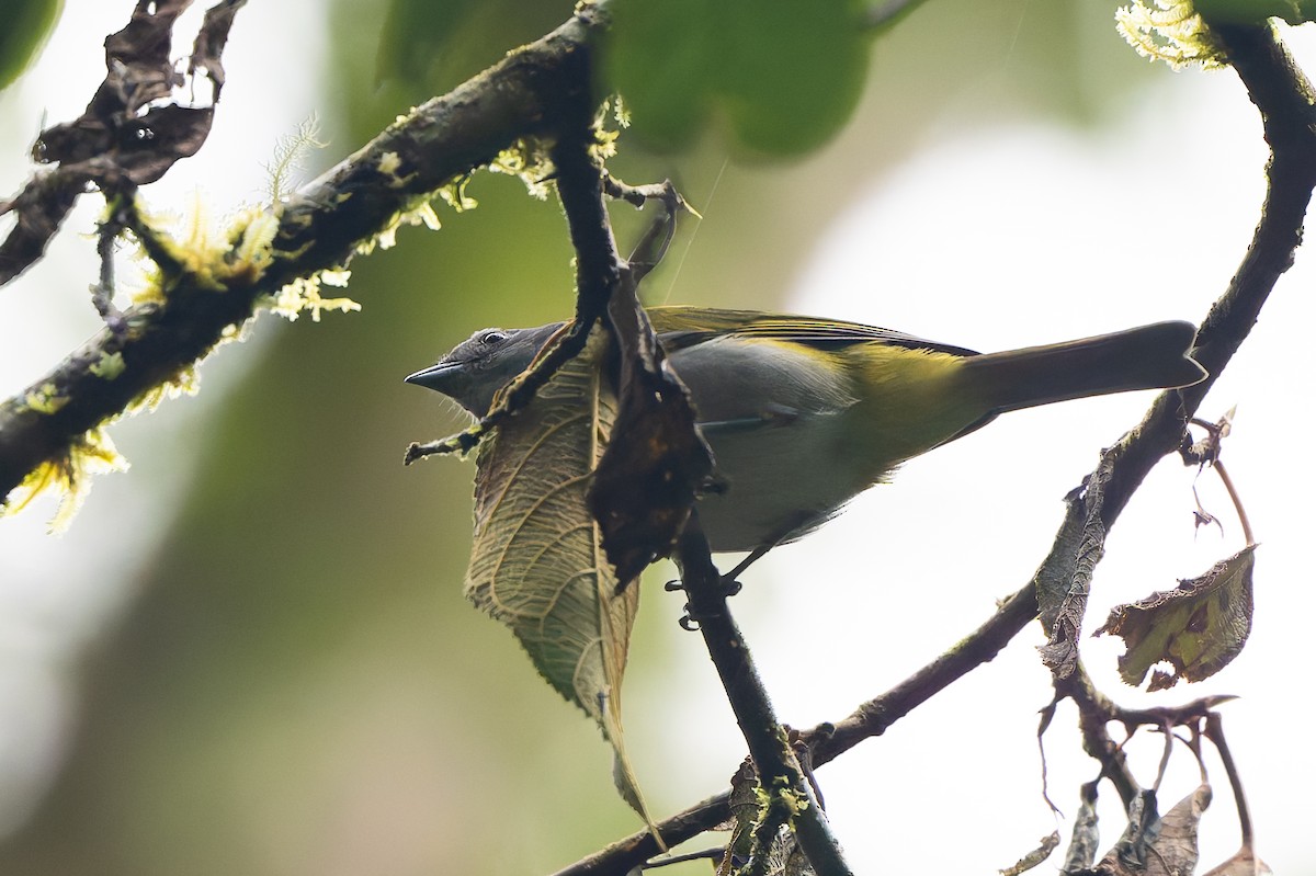 Ashy-throated Chlorospingus - ML645214846