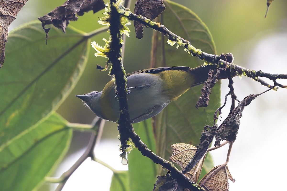 Ashy-throated Chlorospingus - ML645214850