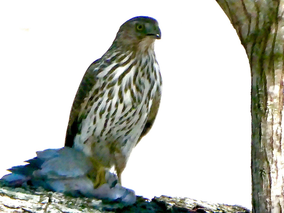 Cooper's Hawk - ML645214855