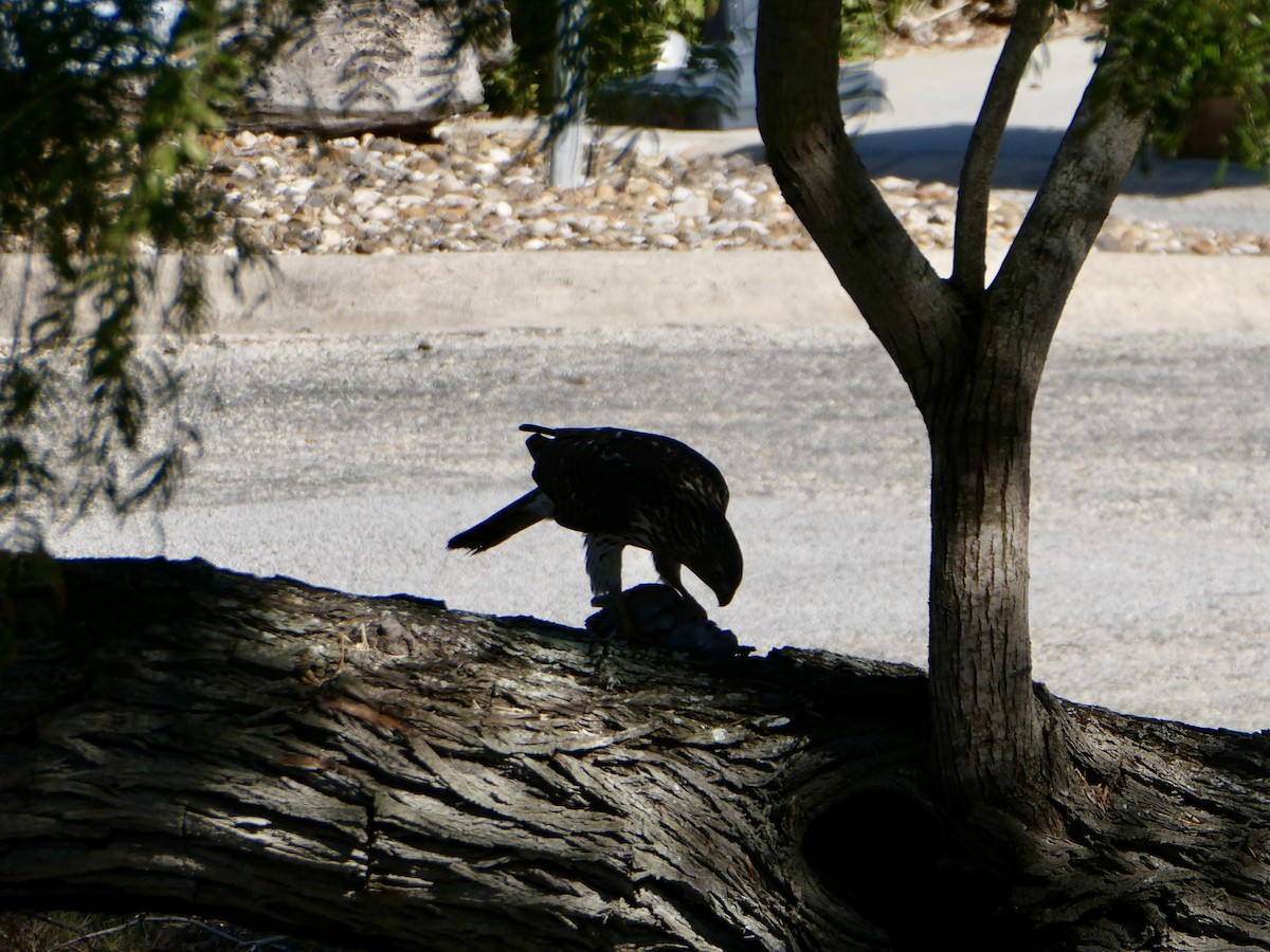 Cooper's Hawk - ML645214856