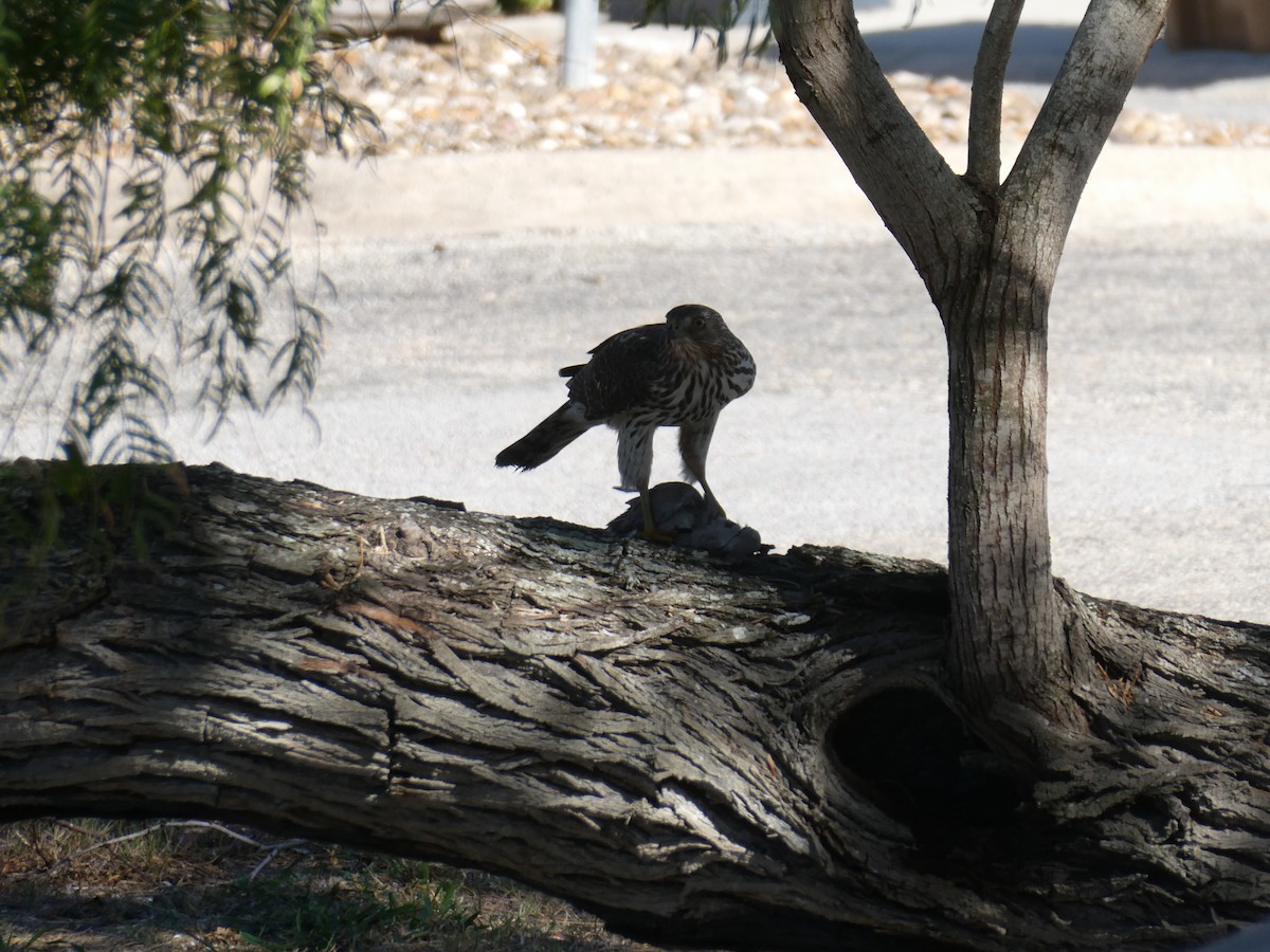 Cooper's Hawk - ML645214857