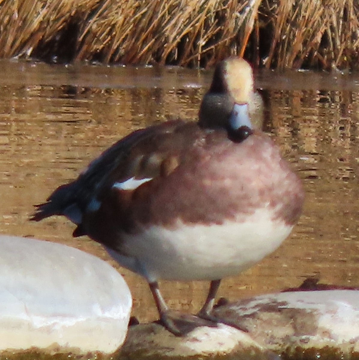 American Wigeon - ML645214858