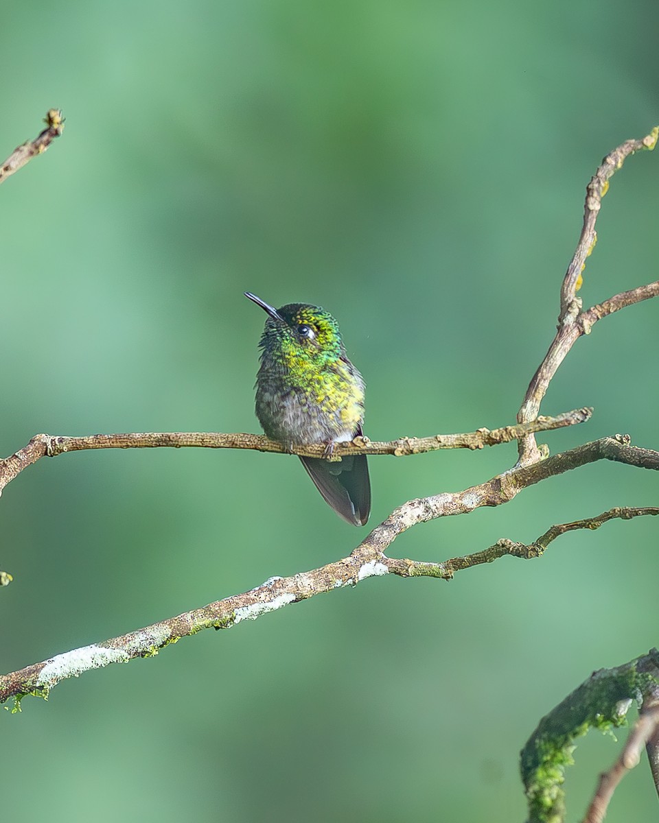 kolibřík smaragdovohrdlý - ML645214859