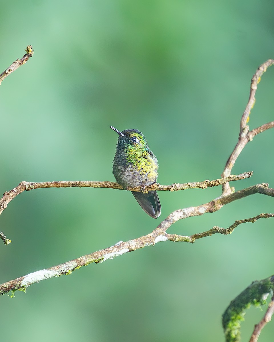 kolibřík smaragdovohrdlý - ML645214860