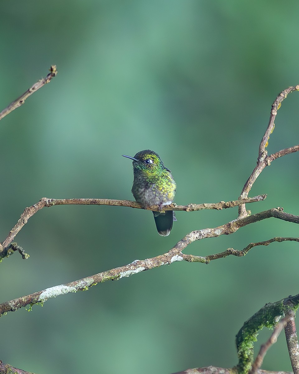 kolibřík smaragdovohrdlý - ML645214861