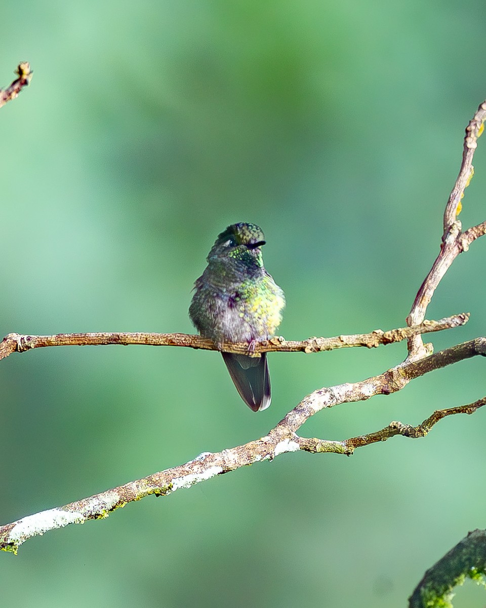 kolibřík smaragdovohrdlý - ML645214862