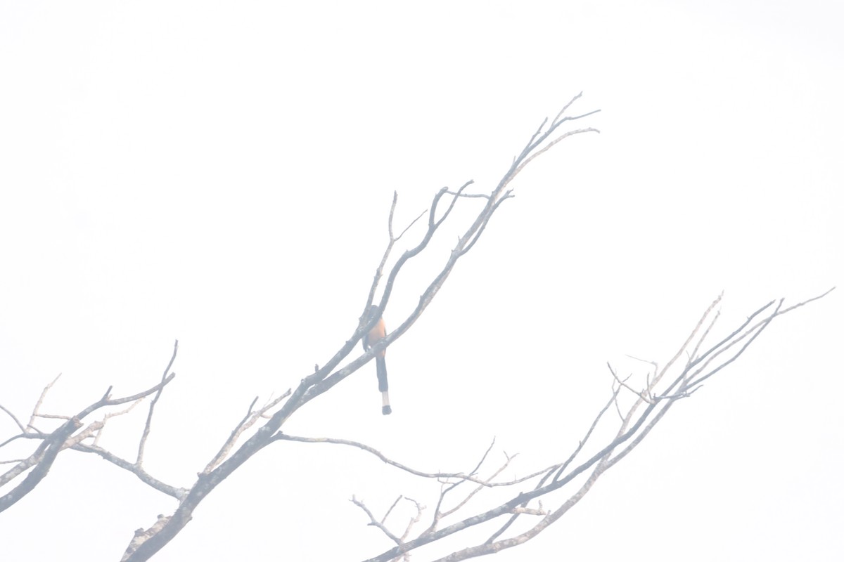 straka toulavá - ML645214863