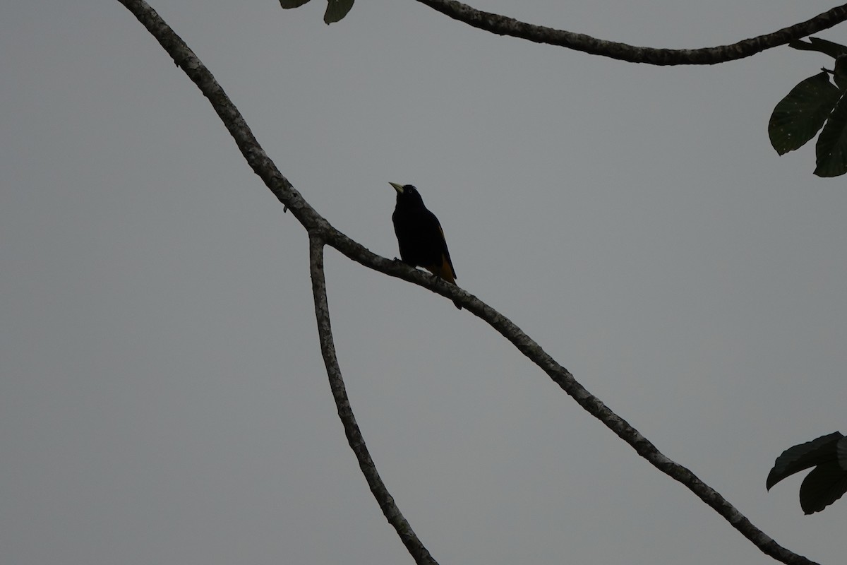 Yellow-rumped Cacique - ML645214864