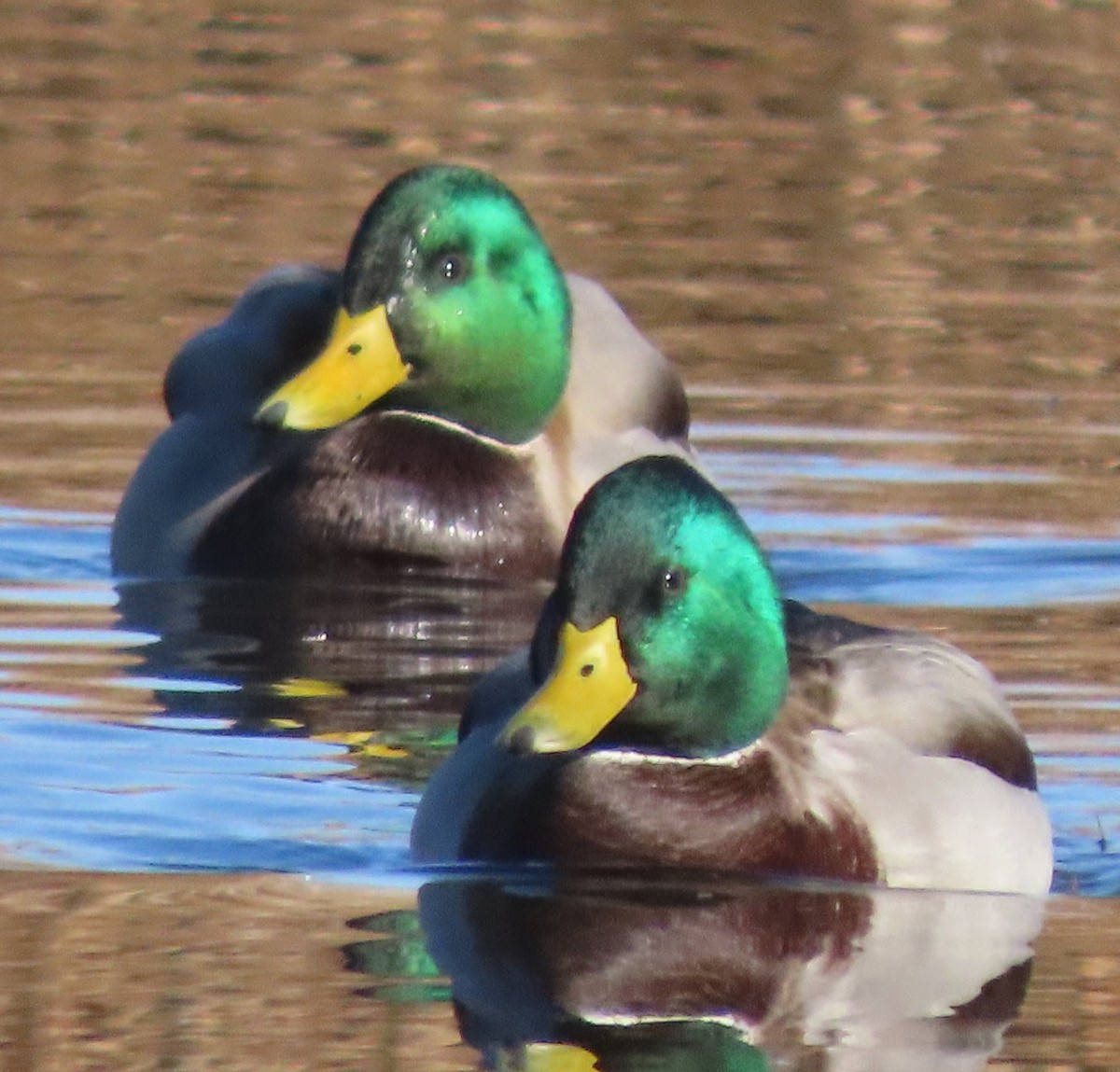 Mallard - ML645214868