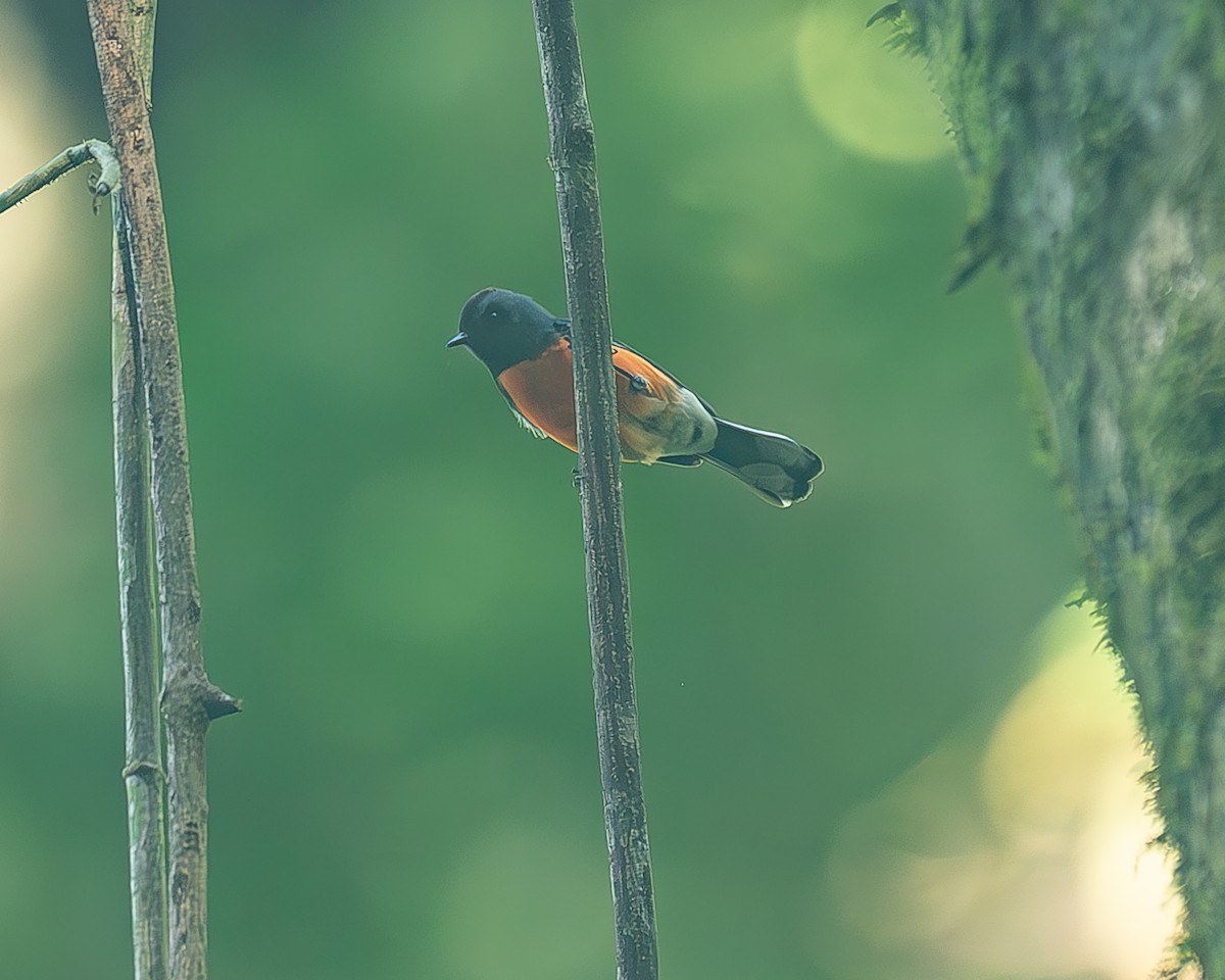 Slate-throated Redstart - ML645214883