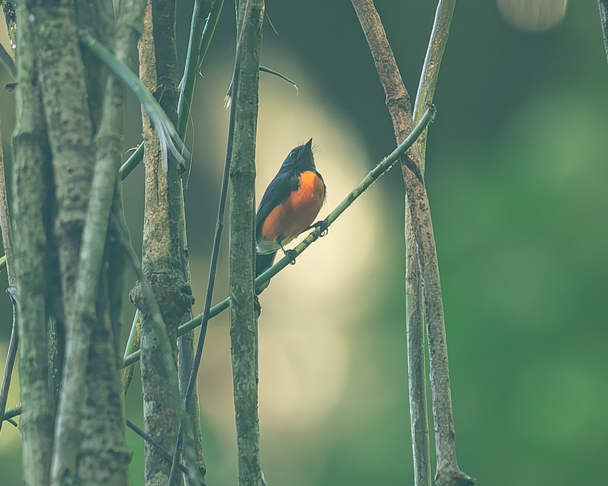 Slate-throated Redstart - ML645214884
