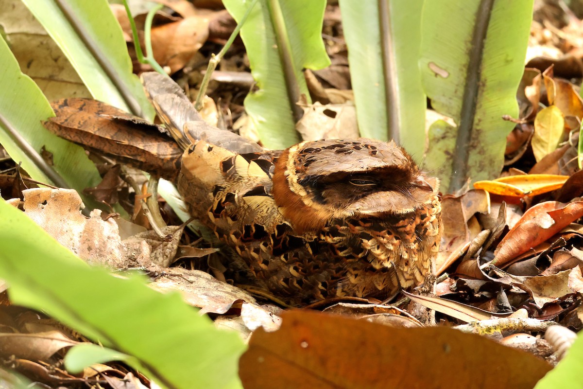 Collared Nightjar - ML645214889