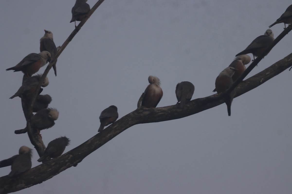 špaček malabarský - ML645214891