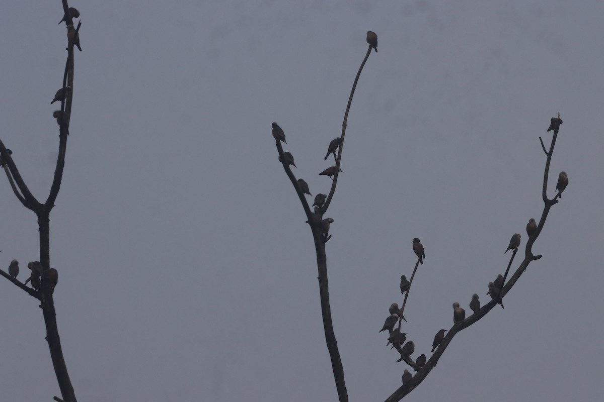 špaček malabarský - ML645214892