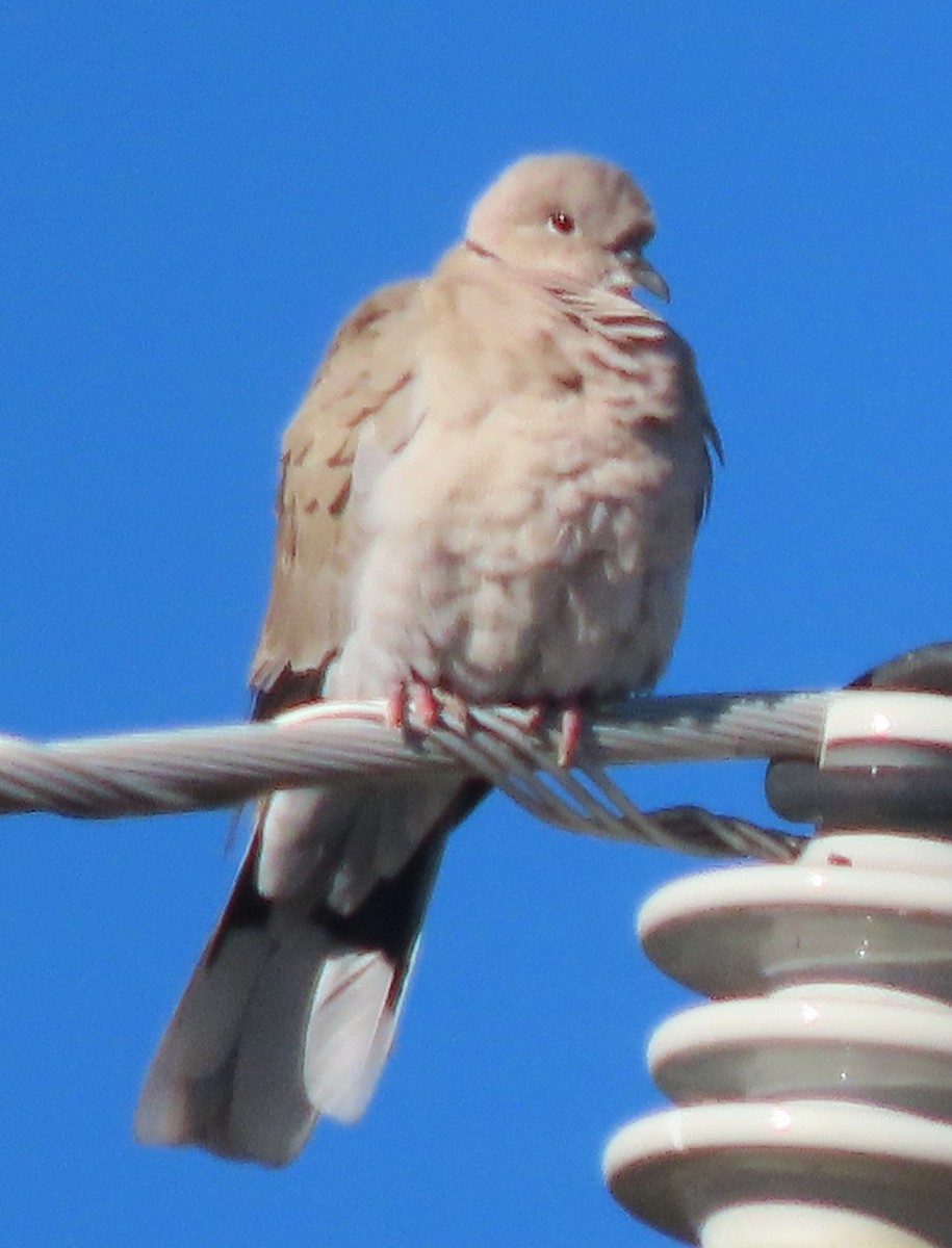 Eurasian Collared-Dove - ML645214893