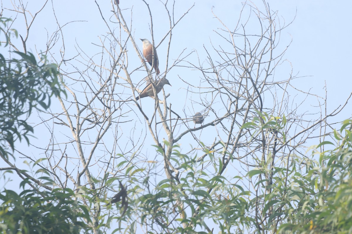 špaček malabarský - ML645214895